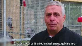 VIDEO Papagalii dintr-o grădină zoologică din Marea Britanie au fost separați în cuști diferite.